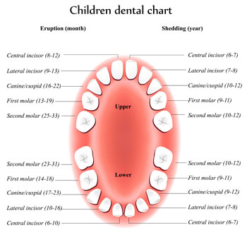 Tooth Eruption Chart - Pediatric Dentist in Chicago, IL